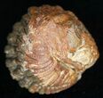 Bumpy, Enrolled Barrandeops (Phacops) Trilobite #11272-1